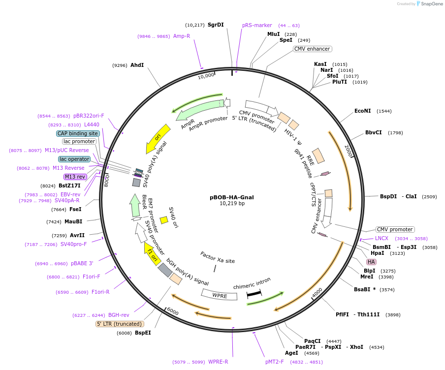245995-plasmid-map-sequence-id-488660