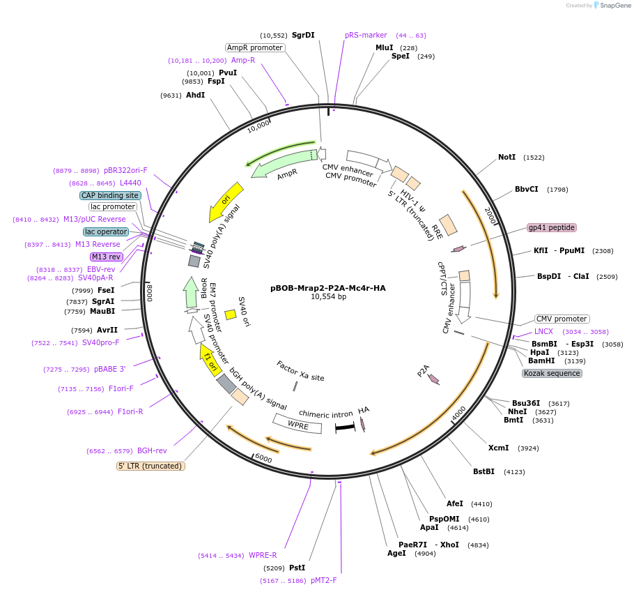 245991-plasmid-map-sequence-id-488668
