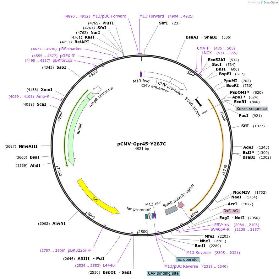 245983-plasmid-map-sequence-id-488676