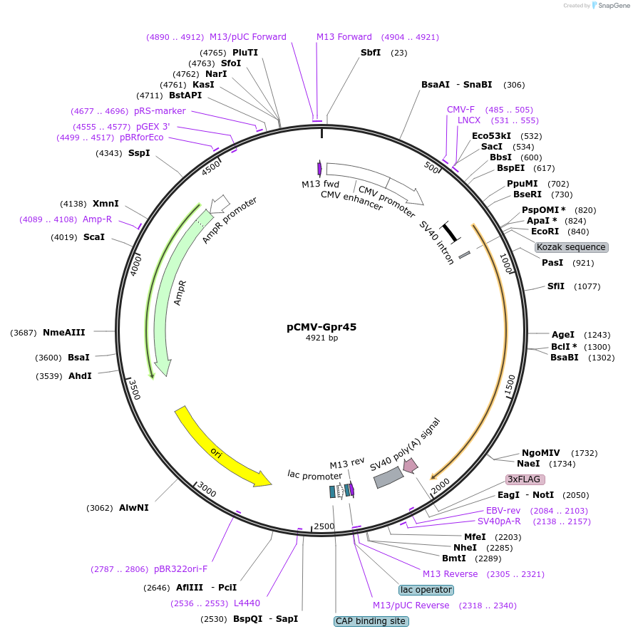 245982-plasmid-map-sequence-id-488681