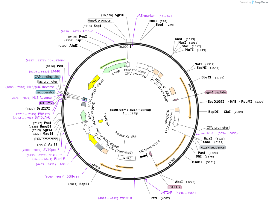 245978-plasmid-map-sequence-id-488683