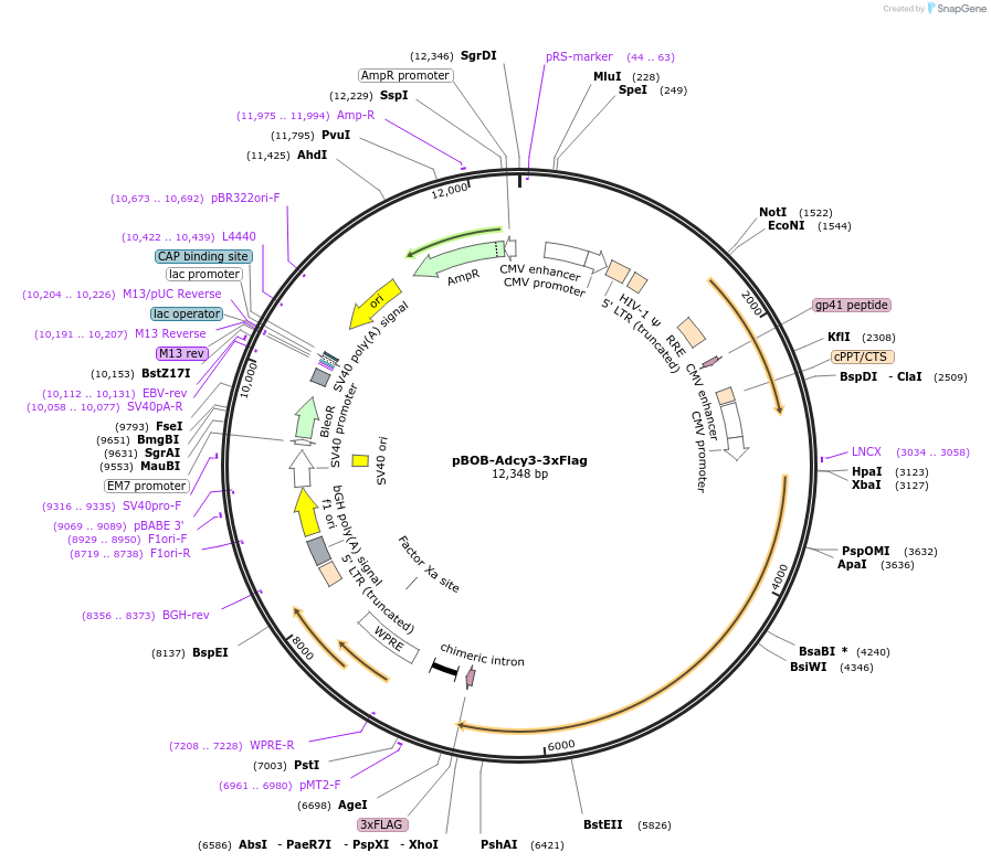 245989-plasmid-map-sequence-id-488686
