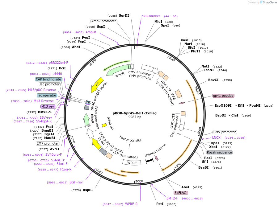 245979-plasmid-map-sequence-id-488690
