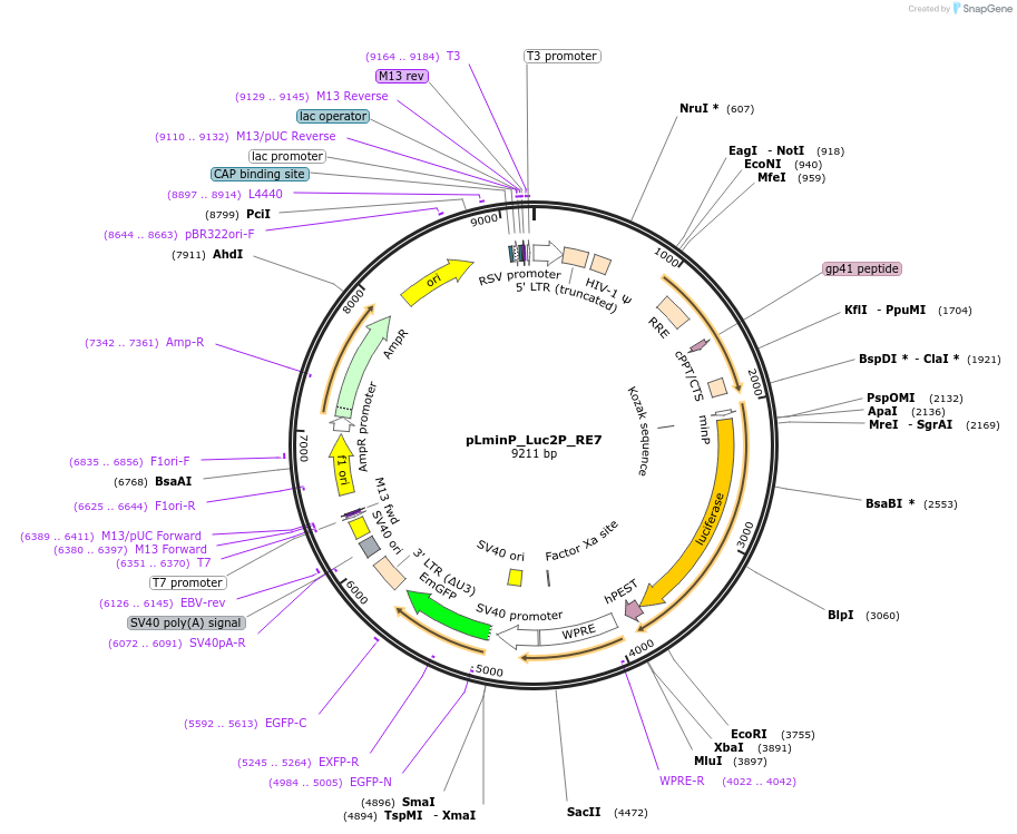 90341-plasmid-map-sequence-id-488696
