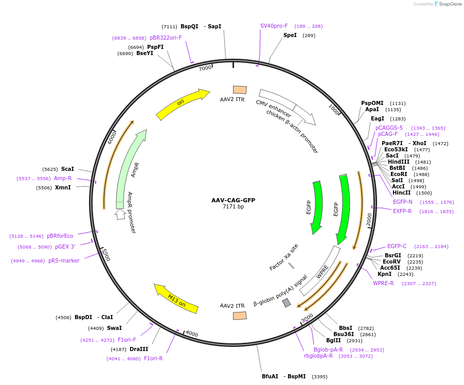 243759-plasmid-map-sequence-id-488699