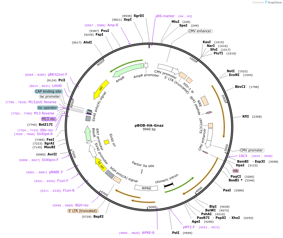 246000-plasmid-map-sequence-id-488702