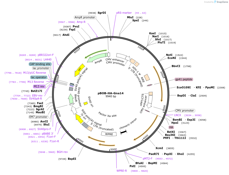 246002-plasmid-map-sequence-id-488708