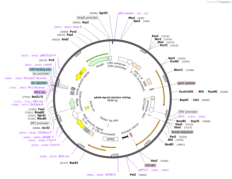 245981-plasmid-map-sequence-id-488712