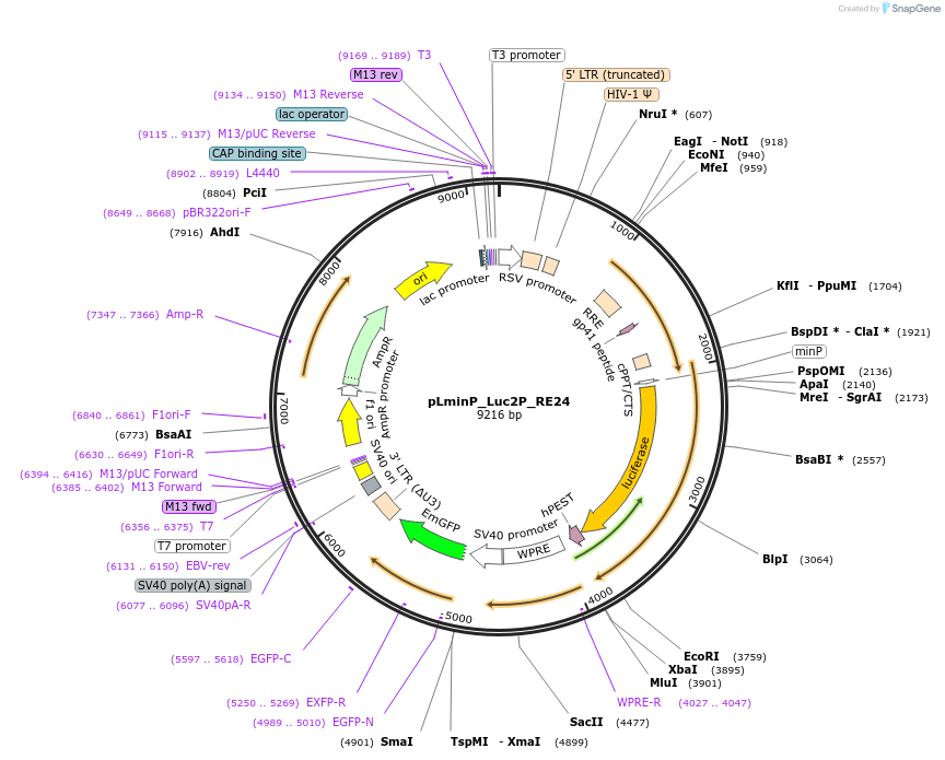90366-plasmid-map-sequence-id-488715