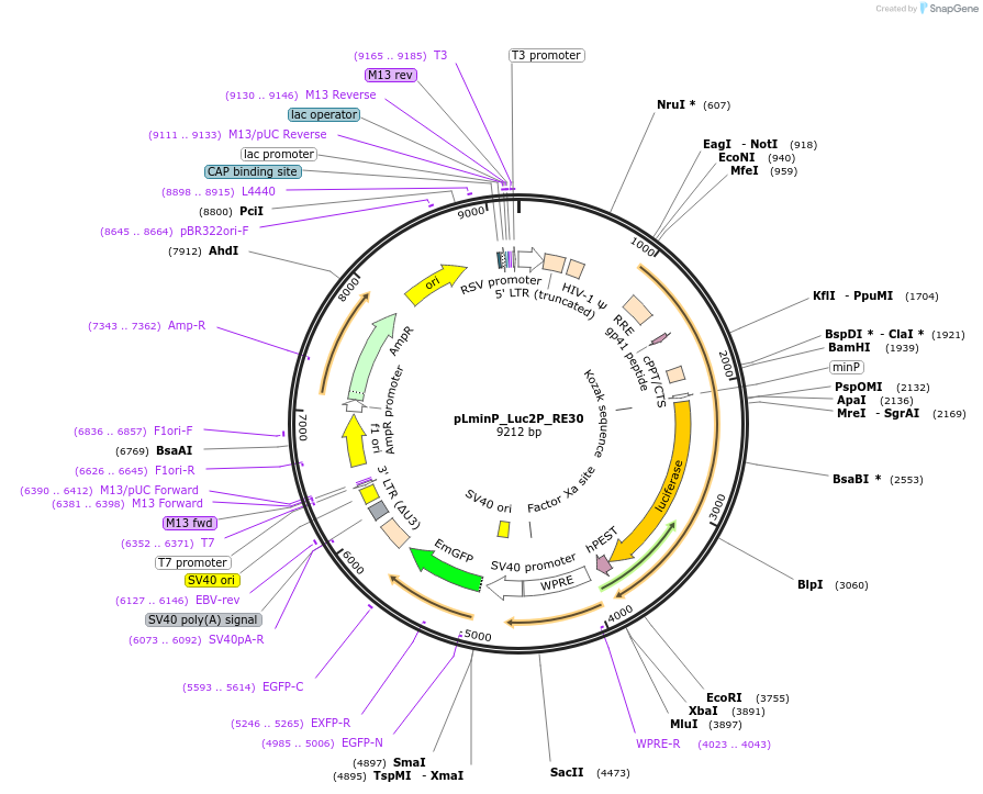 90372-plasmid-map-sequence-id-488717