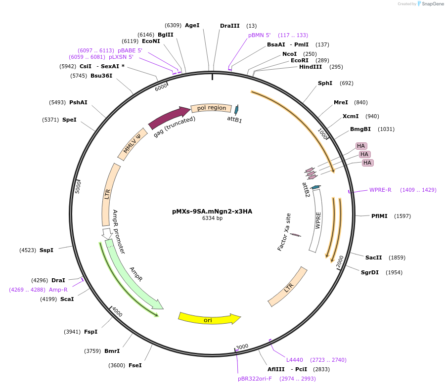 244167-plasmid-map-sequence-id-488731