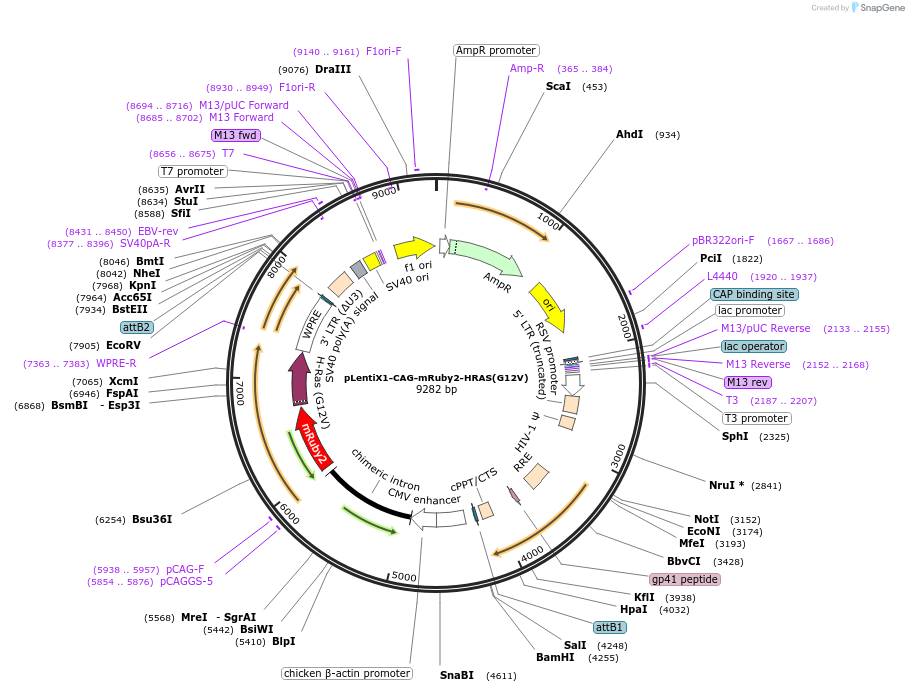 244165-plasmid-map-sequence-id-488733