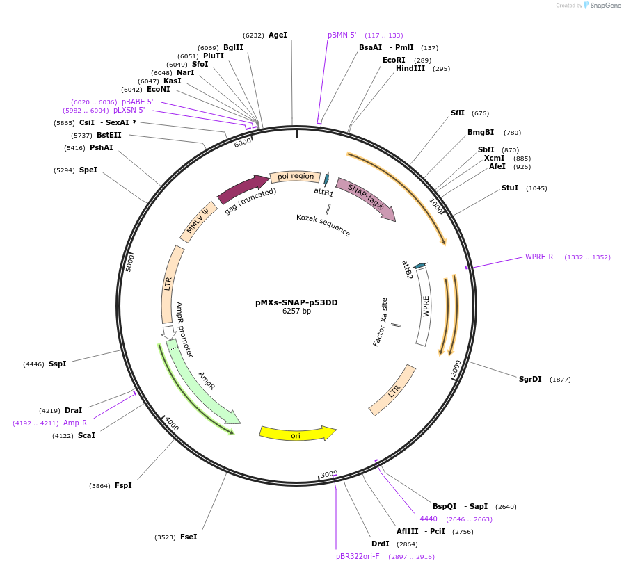 244168-plasmid-map-sequence-id-488736