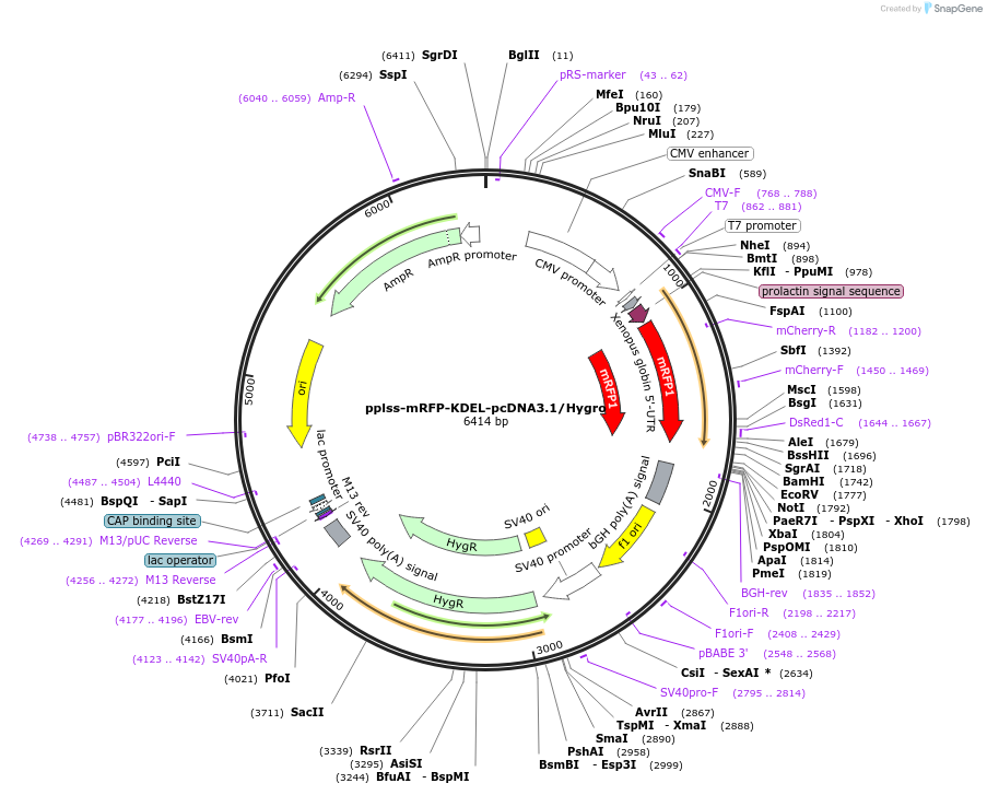 242808-plasmid-map-sequence-id-488738