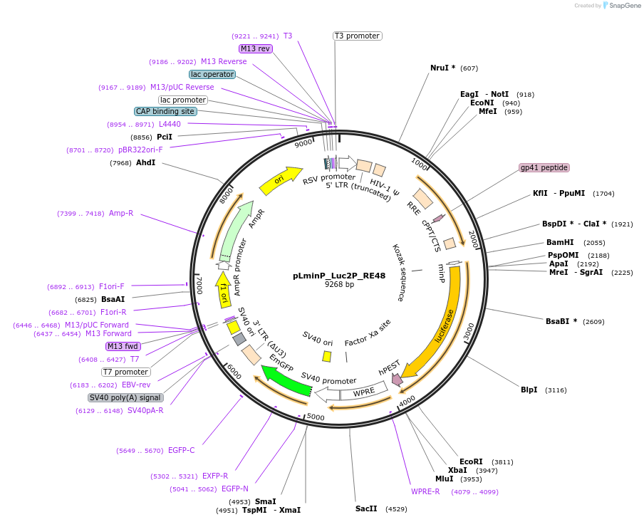 90387-plasmid-map-sequence-id-488741