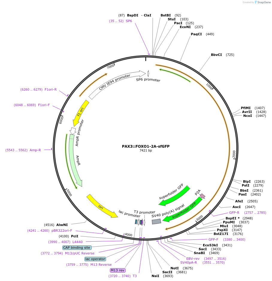 240098-plasmid-map-sequence-id-488743