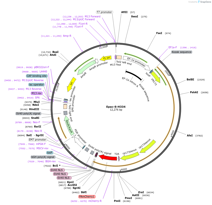 245738-plasmid-map-sequence-id-488744