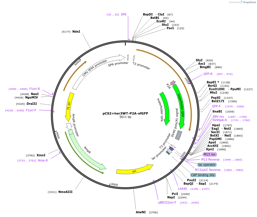 240545-plasmid-map-sequence-id-488753
