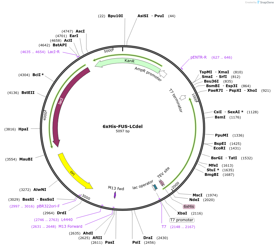 243671-plasmid-map-sequence-id-488765