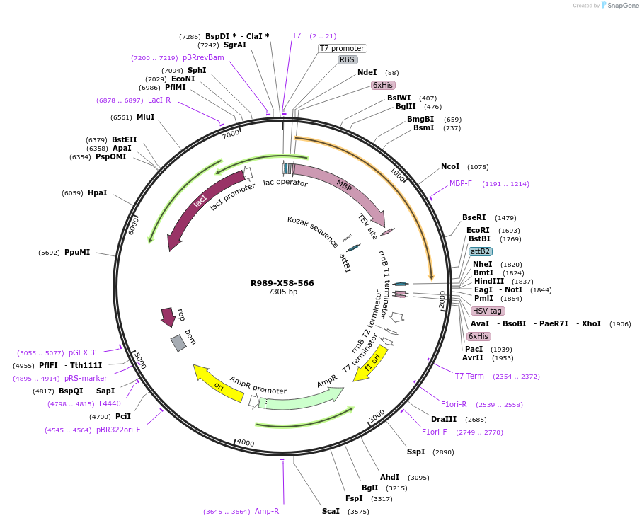 244501-plasmid-map-sequence-id-488767
