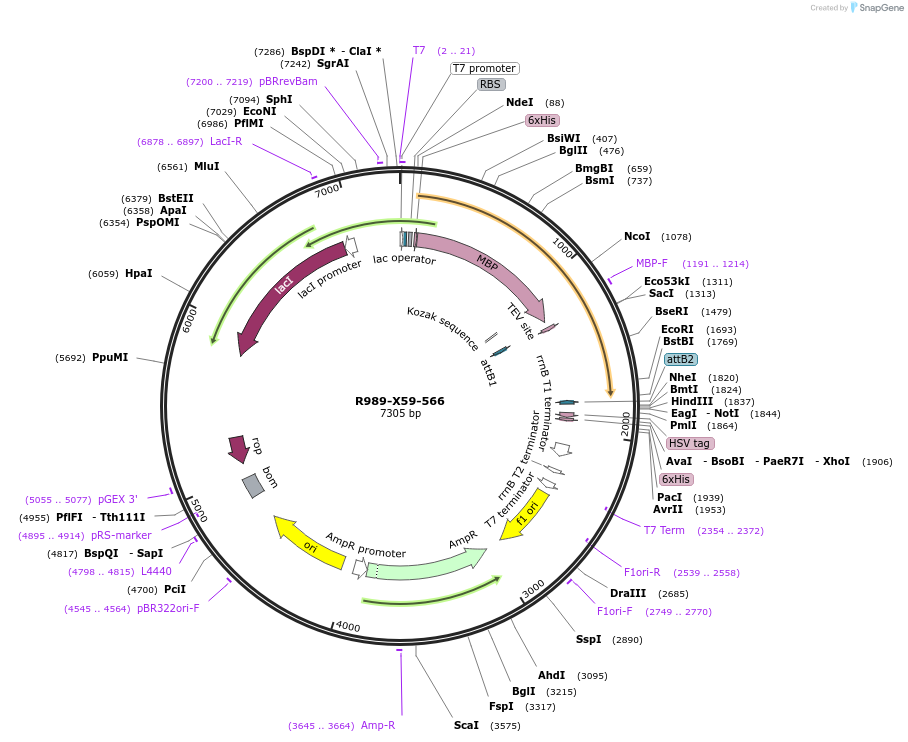 244502-plasmid-map-sequence-id-488803