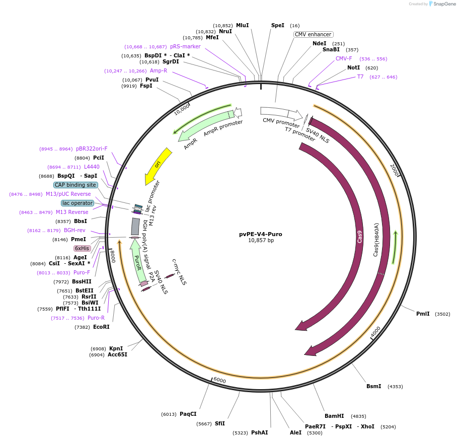 240290-plasmid-map-sequence-id-488804