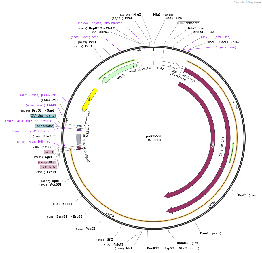240288-plasmid-map-sequence-id-488805