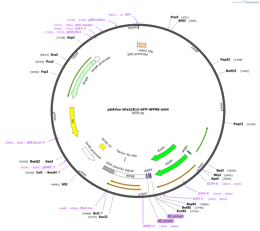 245078-plasmid-map-sequence-id-488809