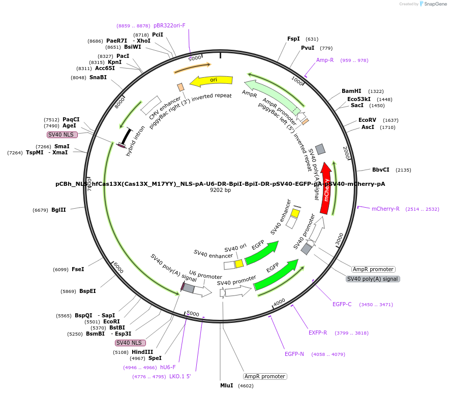 190033-plasmid-map-sequence-id-488812