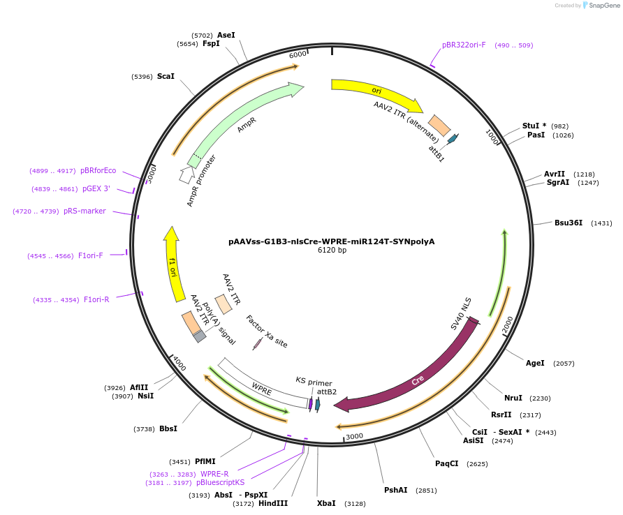 245080-plasmid-map-sequence-id-488835