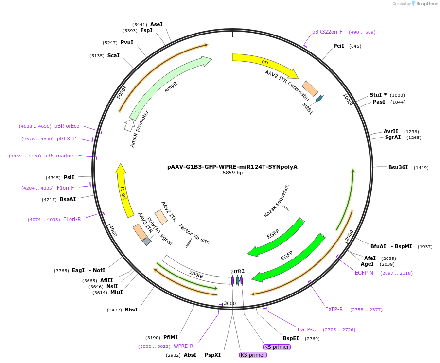 245081-plasmid-map-sequence-id-488836