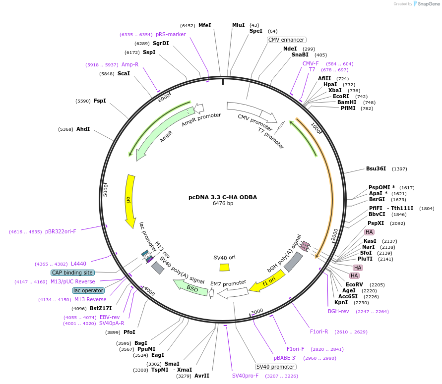 227884-plasmid-map-sequence-id-488847