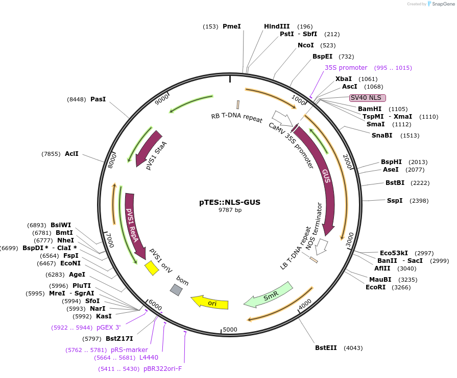 243808-plasmid-map-sequence-id-488848