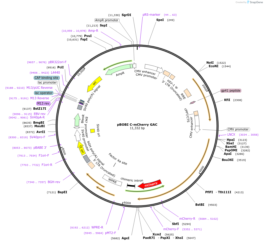 227830-plasmid-map-sequence-id-488849