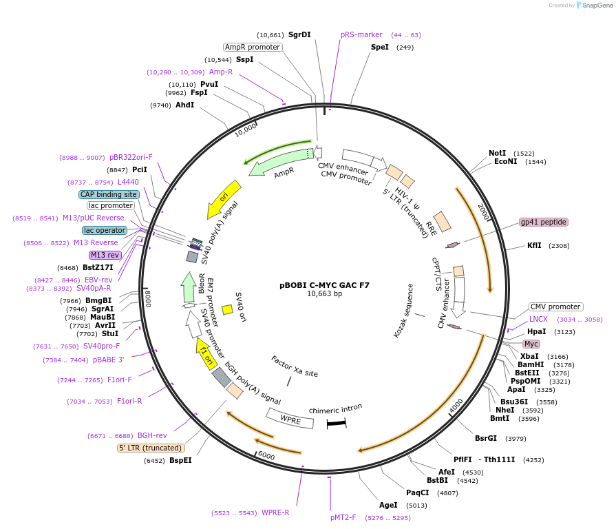 227828-plasmid-map-sequence-id-488851