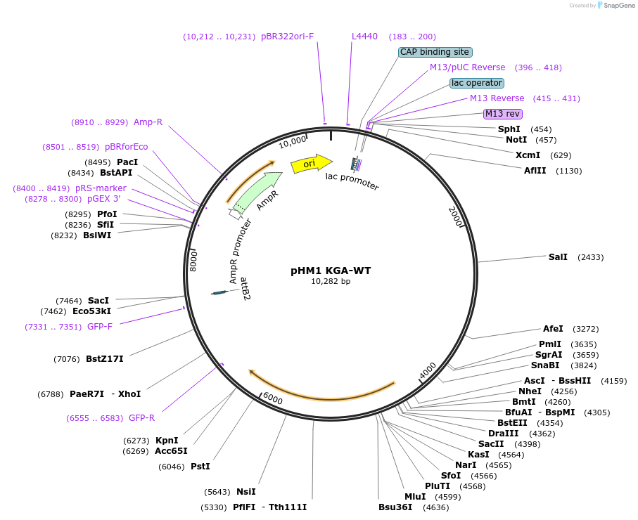 227837-plasmid-map-sequence-id-488854
