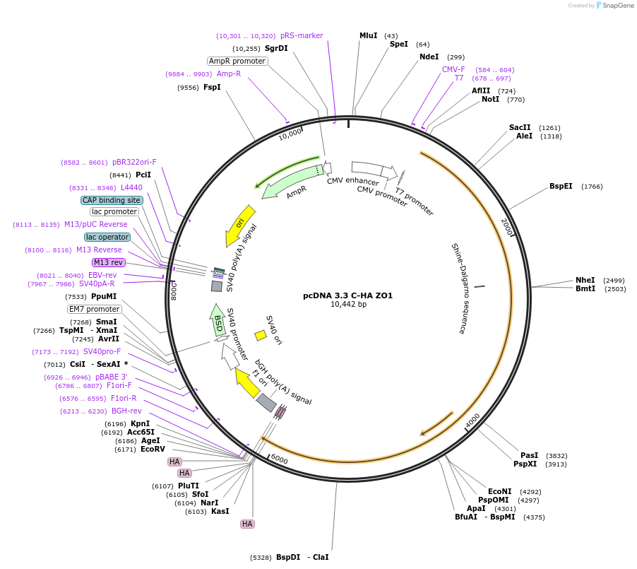 227883-plasmid-map-sequence-id-488865