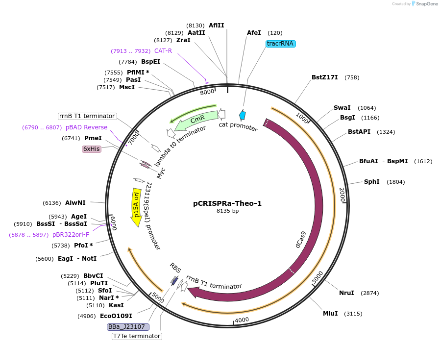 240207-plasmid-map-sequence-id-488872