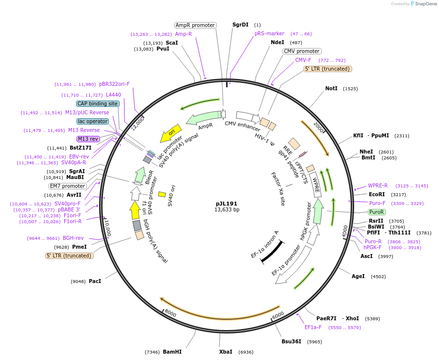 243690-plasmid-map-sequence-id-488873