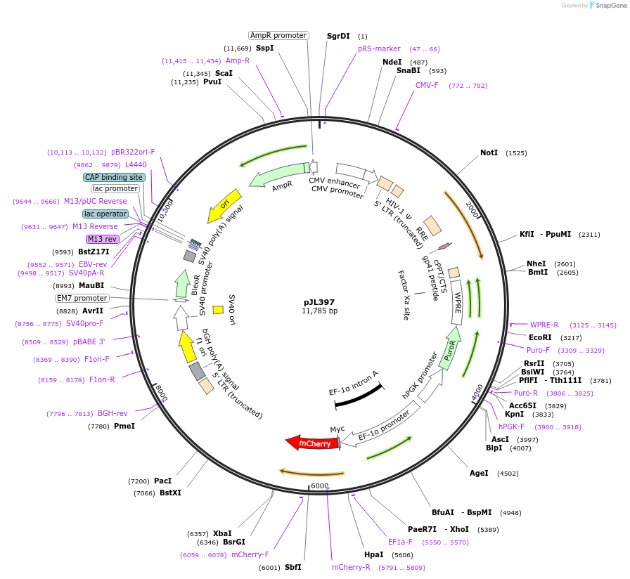 243720-plasmid-map-sequence-id-488878