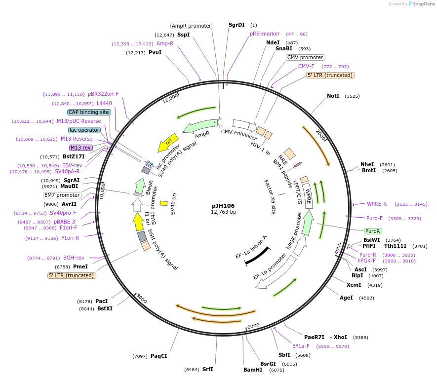 243727-plasmid-map-sequence-id-488884