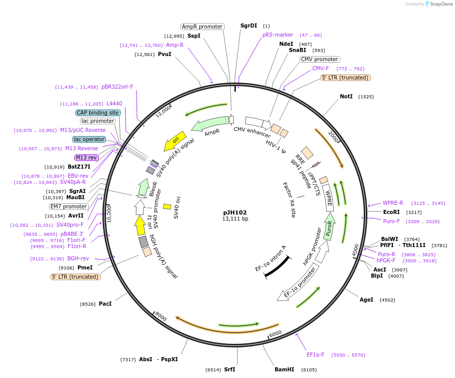 243725-plasmid-map-sequence-id-488886