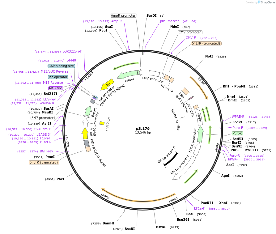 243688-plasmid-map-sequence-id-488889