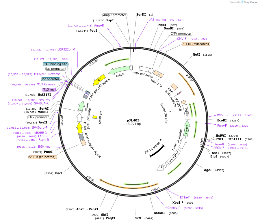 243721-plasmid-map-sequence-id-488890