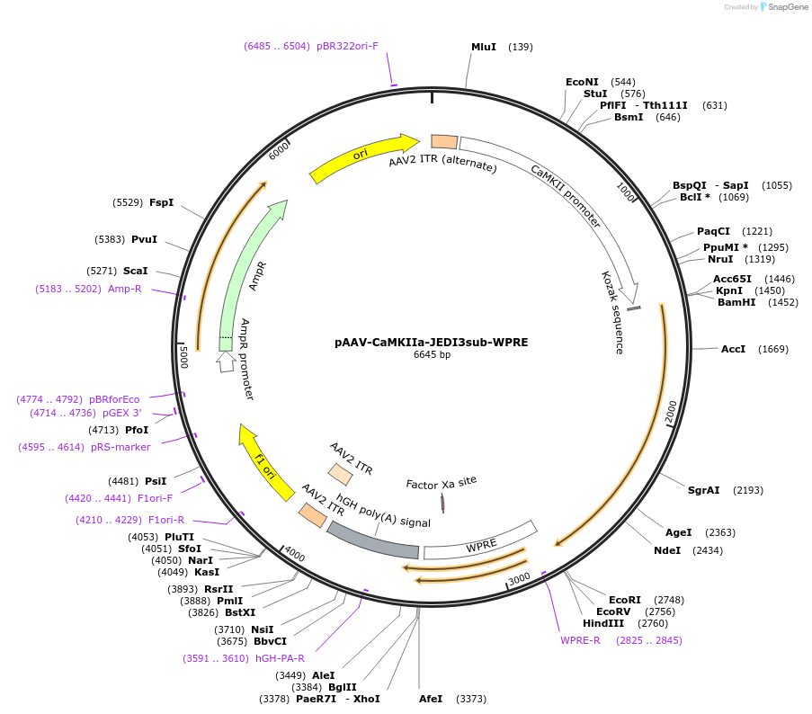 246624-plasmid-map-sequence-id-488891