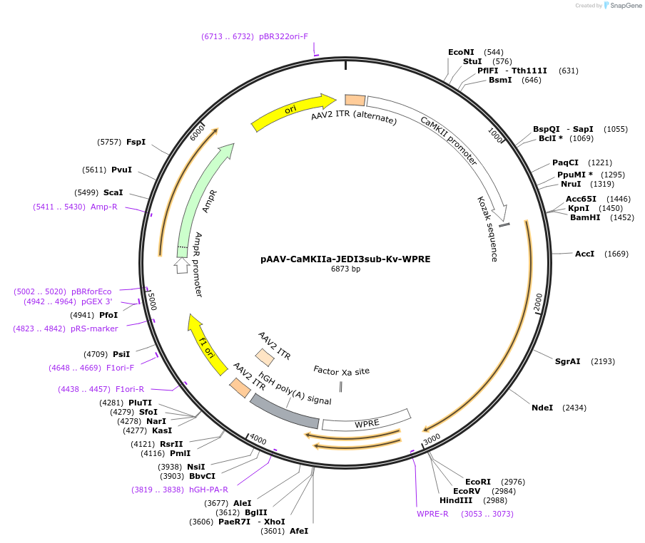 246625-plasmid-map-sequence-id-488892
