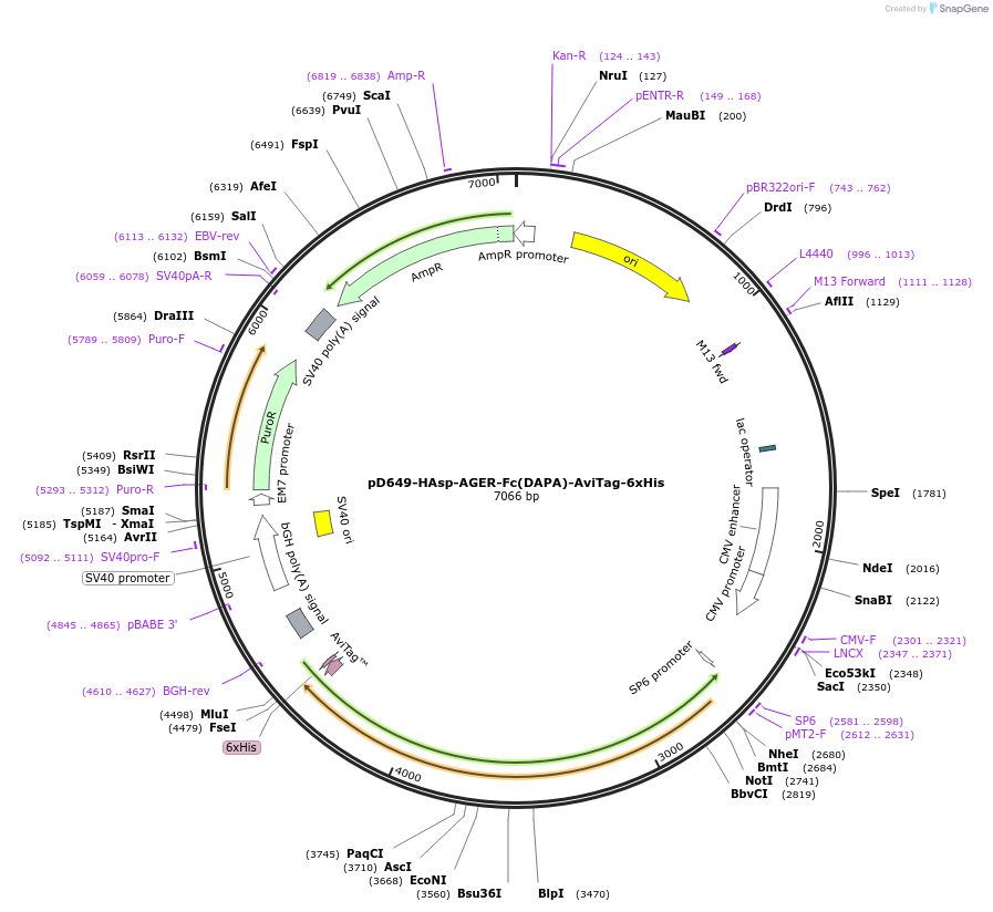 156761-plasmid-map-sequence-id-488895
