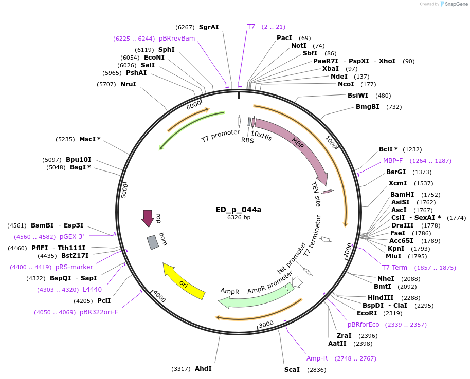 246071-plasmid-map-sequence-id-488898