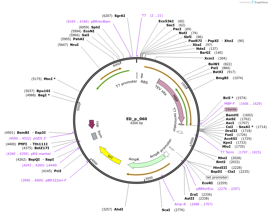246070-plasmid-map-sequence-id-488899