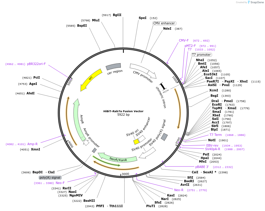 238603-plasmid-map-sequence-id-488900